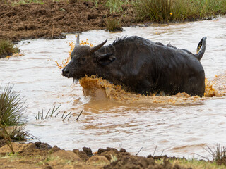 African buffalo crossing a lake in Aberdare National Park