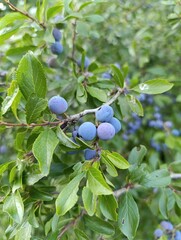 blueberries on a branch