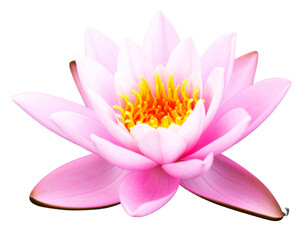 &ldquo;Floating Royal Pink Lotus with Soft Ripples on Water, Isolated PNG&rdquo;.