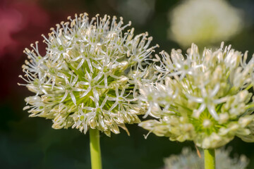 Białe kwiaty (w kulistych kwiatostanach) czosnku ozdobnego (Allium species) kwitną wiosną w ogrodzie. Każdy kwiat charakteryzuje się wieloma delikatnymi płatkami rozchodzącymi się promieniście  © Grzegorz