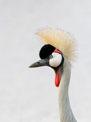 Gray Crowned Crane in Aberdare National Park in Kenya