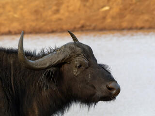 African buffalo next to lake in the Aberdare National Park in Kenya