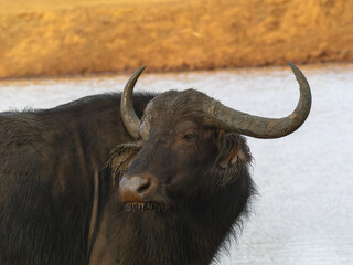 African buffalo next to lake in the Aberdare National Park in Kenya