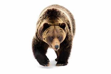 Fototapeta premium Grizzly Bear: Majestic Wildlife Photography, Powerful Ursus Arctos