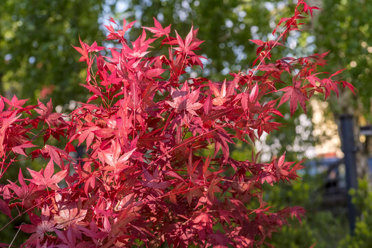 Intensywnie czerwone, wiosenne liście klonu japońskiego, kołysane przez wiatr w ogrodzie. Liście klonu palmowego (Acer palmatum) są wyraźnie widoczne, a ich delikatna, dłoniasta struktura ukazana .