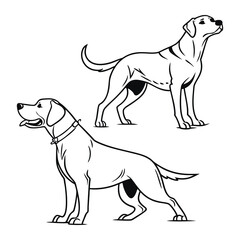 Clean Contour American Dog