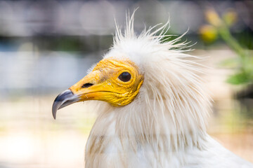 Egyptian vulture close-up detail. White vulture with yellow bill