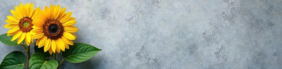 Obraz premium Bold sunflower on weathered concrete, plain wall, detail, overhead