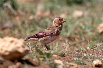Eurasian Crimson drinking water by the stream