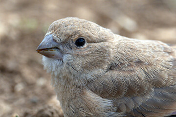 Eurasian Crimson drinking water by the stream