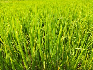 Close-up of lush green rice plants growing in a paddy field under sunlight. Perfect for agriculture, farming, food production, nature, and organic farming concepts.