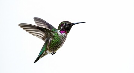 Fototapeta premium ハチドリ 鮮やか羽根 白背景で軽やかに舞う. AI Generated