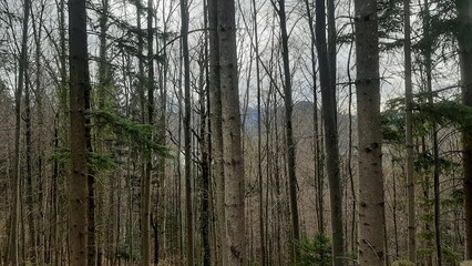 Dense forest with tall trees and a mountainous background in winter  