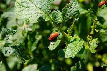 Colorado potato beetle larva crawling on a potato plant leaf