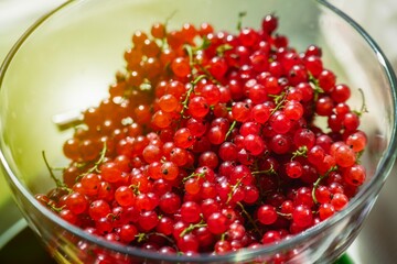 Glass bowl filled with fresh red currants, showcasing vibrant summer berries in natural light for healthy eating