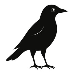 Obraz premium crow on a white background