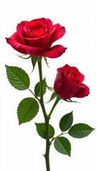 Fototapeta premium Pair of scarlet roses with foliage, cleanly cut out on white , red rose, background, scarlet