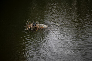An Eurasian coot sits on its nest built from twigs and reeds in the middle of a pond, with the yellow beaks of its chicks visible amongst the nest material.