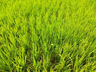 Wide view of a vibrant green rice paddy field under sunlight, symbolizing agriculture, nature, and food production. Ideal for eco, farming, rural, and sustainability themes.