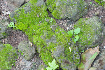 A close-up shot of vibrant green moss growing on large rocks. Thin, tangled white threads are scattered across the mossy surface. The background consists of dry soil and small stones.