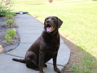 Chocolate lab in the front yard