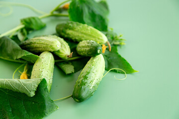 Organic cucumbers and leaves of a garden whip in a modern style