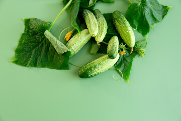 Gourmet accent crispy cucumbers leaf of a whip and a bright bud