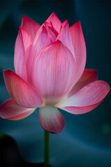 Fototapeta premium Serene Pink Lotus Blossom: Close-up Macro Photography, Tranquil Mood, Natural Beauty.