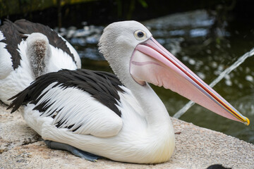 A peaceful shot of an Australian Pelican (Pelecanus conspicillatus) resting on a stone surface beside a body of water.