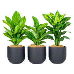 Obraz premium Lush Green Indoor Plants Arrangement in Modern Pots, isolated on transparent background.