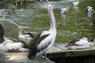 A peaceful shot of Australian Pelicans (Pelecanus conspicillatus) resting on a stone surface beside a body of water.