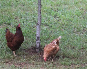 Chickens and rooster in the front yard