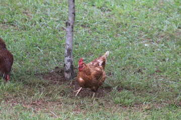 Chickens and rooster in the front yard