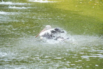 Fototapeta premium Australian Pelican (Pelecanus conspicillatus) swim in a pond, splashing water around them. The bird has a striking appearance with white body, black wings, and long pink beak.