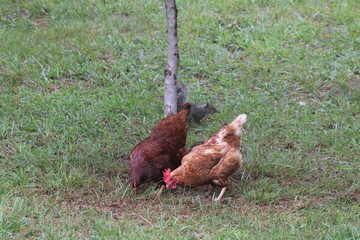 Chickens and rooster in the front yard