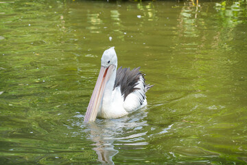 An Australian Pelican (Pelecanus Conspicillatus) swims with its large beak wide open to search for food around the pond.