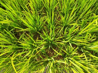 Top view of young rice plants growing in organized clusters on wet soil. Perfect for agriculture, farming, sustainability, crop pattern, and natural food production themes.
