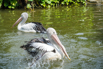 Australian Pelican (Pelecanus conspicillatus) swim in a pond, splashing water around them. The bird has a striking appearance with white body, black wings, and long pink beak.