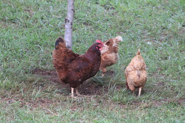 Chickens and rooster in the front yard