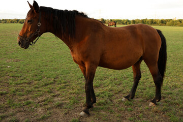 Obraz premium Bay horse portrait with long mane close up in motion.
