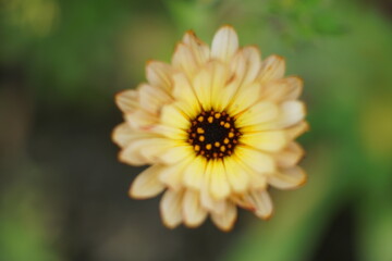 Ringelblumen im Detail mit sehr schöner sonniger Blüte, Calendula