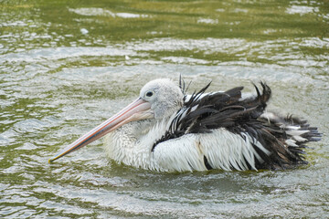 Australian Pelican (Pelecanus conspicillatus) swim in a pond, splashing water around them. The bird has a striking appearance with white body, black wings, and long pink beak.