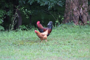 Chickens and rooster in the front yard © Jennifer