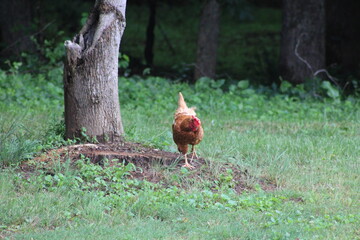 Chickens and rooster in the front yard