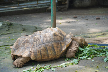 Fototapeta premium Sulcata Tortoise eating green leaves.