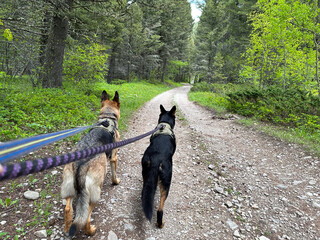 Two German Shepherd dogs wearing harnesses walk side by side on a wooded trail, surrounded by lush green forest. A scenic outdoor adventure image perfect for themes of hiking, companionship, and natur