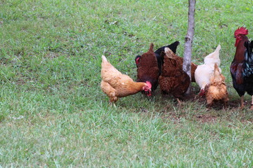 Chickens and rooster in the front yard