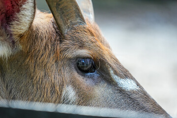 Close-up detailed profile of the head of the Sitatunga (Tragelaphus Spekii) or Marshbuck, focusing on its eye. The image captures the intricate fur pattern and long eyelashes.