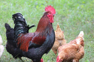 Chickens and rooster in the front yard