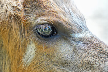 Close-up detailed profile of the head of the Sitatunga (Tragelaphus Spekii) or Marshbuck, focusing on its eye. The image captures the intricate fur pattern and long eyelashes.